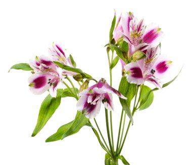alstroemeria çiçekler üzerinde beyaz izole