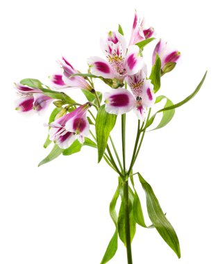 alstroemeria çiçekler üzerinde beyaz izole