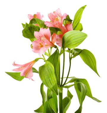 alstroemeria çiçekler üzerinde beyaz izole