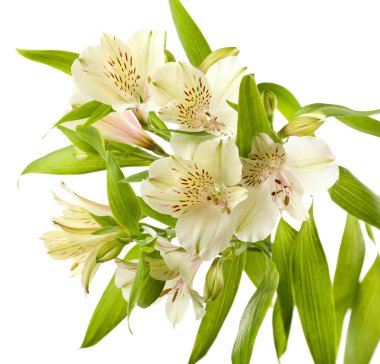 alstroemeria çiçekler üzerinde beyaz izole