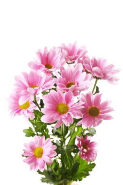 아름 다운 국화 꽃 흰색 절연