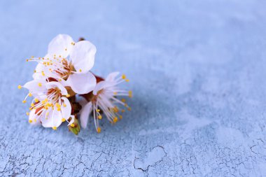 eski ahşap zemin üzerinde güzel kayısı çiçeği