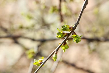 Bahar tomurcukları dallar üzerinde kapat