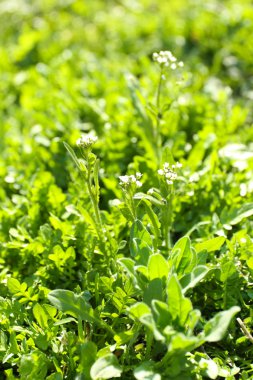 çiçek çim arka plan