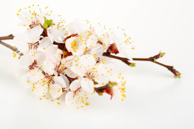 güzel çiçek açan dalları üzerinde beyaz izole