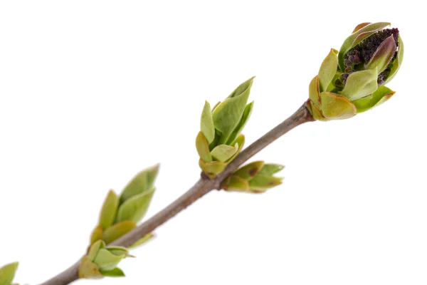 Blad bud geïsoleerd op wit — Stockfoto