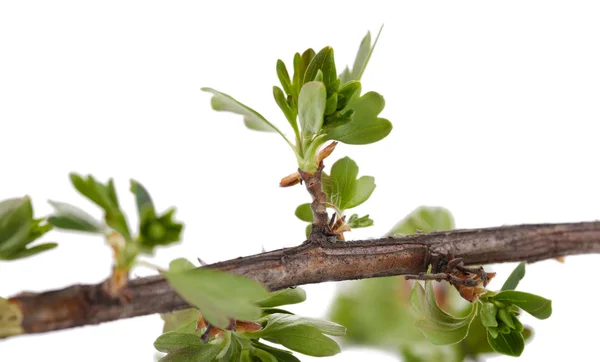 Blad bud geïsoleerd op wit — Stockfoto