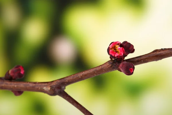 Blad bud op lichte achtergrond — Stockfoto