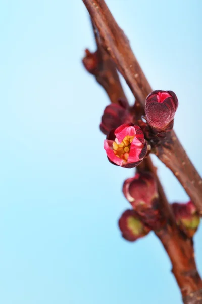 Leaf bud on bright background — Stock Photo, Image