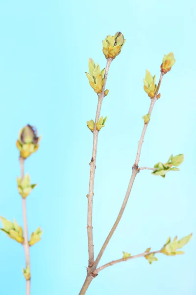 Leaf bud on blue background — Stock Photo, Image