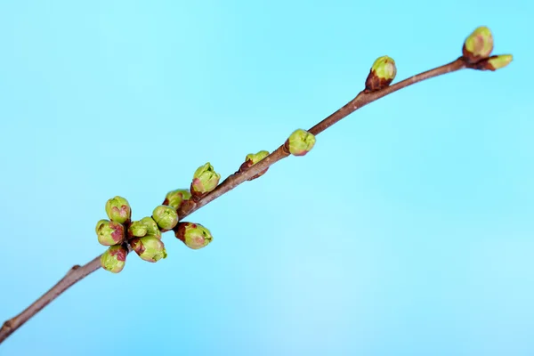 Leaf bud on blue background — Stock Photo, Image