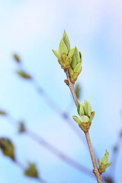 Leaf bud on bright background — Stock Photo, Image