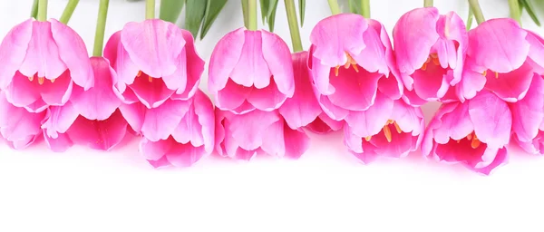 Beautiful pink tulips, isolated on white — Stock Photo, Image