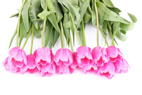 Beautiful pink tulips, isolated on white — Stock Photo, Image