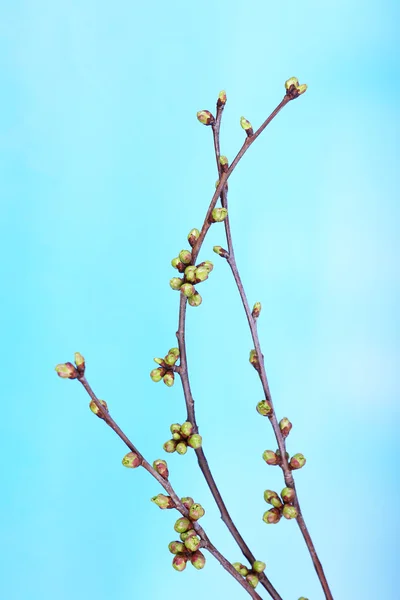 Liści Pączek na niebieskim tle — Zdjęcie stockowe