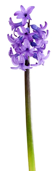 Beautiful hyacinth isolated on white — Stock Photo, Image