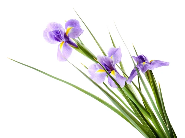 Beautiful iris flower isolated on white — Stock Photo, Image