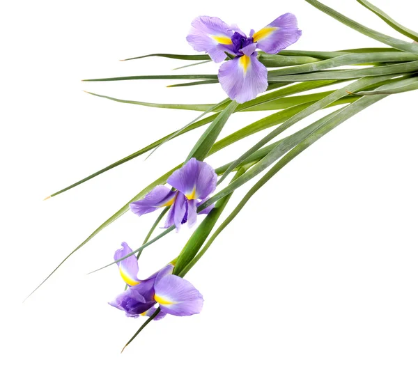 Vackra iris blomma isolerad på vit — Stockfoto