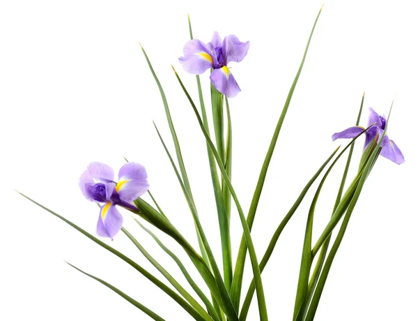 Beyaz izole güzel Iris çiçeği — Stok fotoğraf