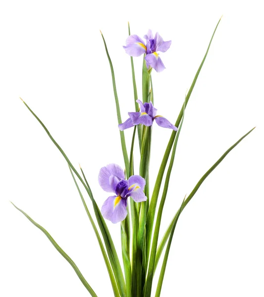 Vackra iris blomma isolerad på vit — Stockfoto