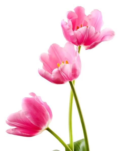 Schöne Tulpen isoliert auf weiß — Stockfoto