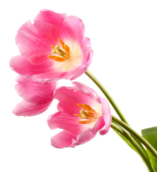 Beautiful tulips isolated on white — Stock Photo, Image