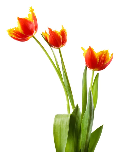 Beautiful tulips isolated on white — Stock Photo, Image