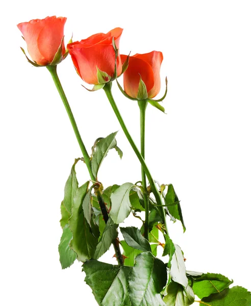 Krásné růže izolované na bílém — Stock fotografie