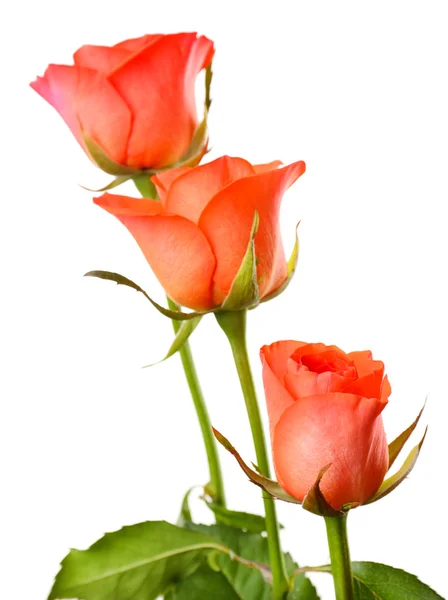 Beautiful roses isolated on white — Stock Photo, Image