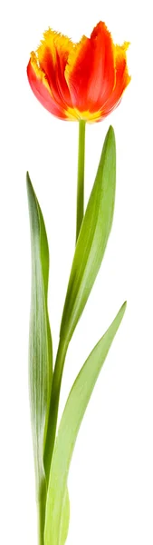 Linda tulipa isolada no branco — Fotografia de Stock