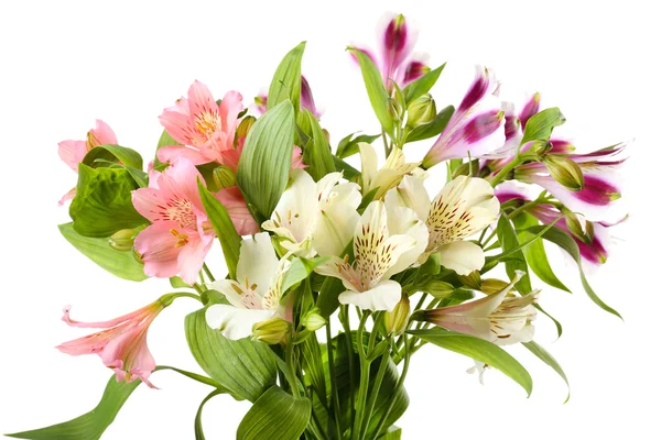 Alstroemeria flores aisladas en blanco — Foto de Stock