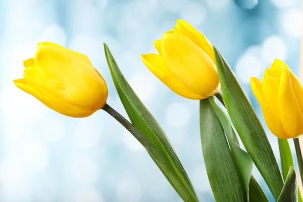 Mooie tulpen op lichte achtergrond — Stockfoto