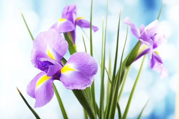 Vackra iris blomma på ljus bakgrund — Stockfoto