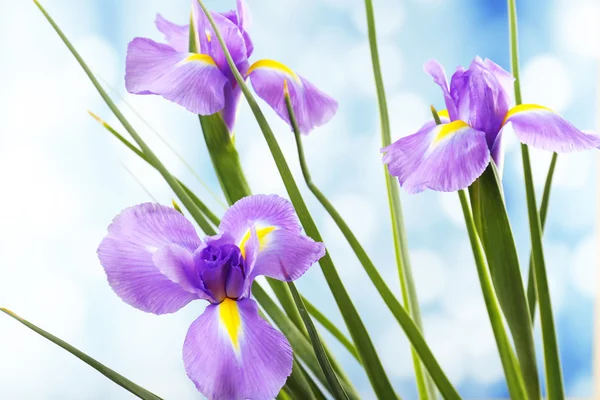 Schöne Irisblume auf hellem Hintergrund — Stockfoto