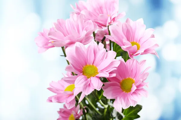 Beautiful chrysanthemum flowers on bright background — Stock Photo, Image