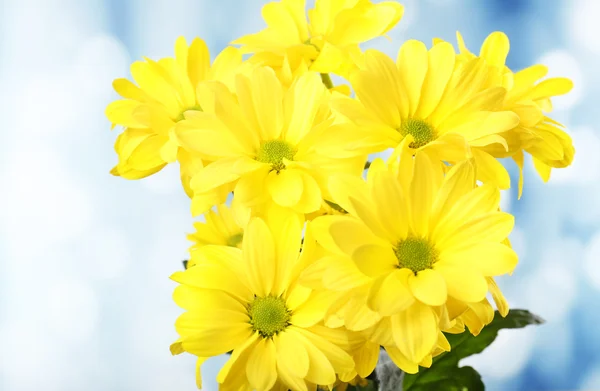 Hermosas flores de crisantemo sobre fondo brillante — Foto de Stock