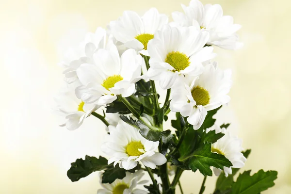 Beautiful chrysanthemum flowers on bright background — Stock Photo, Image