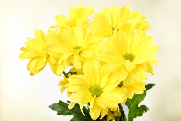 Hermosas flores de crisantemo sobre fondo brillante —  Fotos de Stock