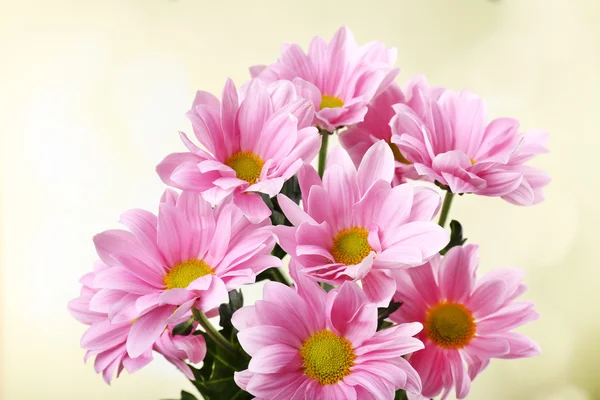 Lindas flores de crisântemo em fundo brilhante — Fotografia de Stock