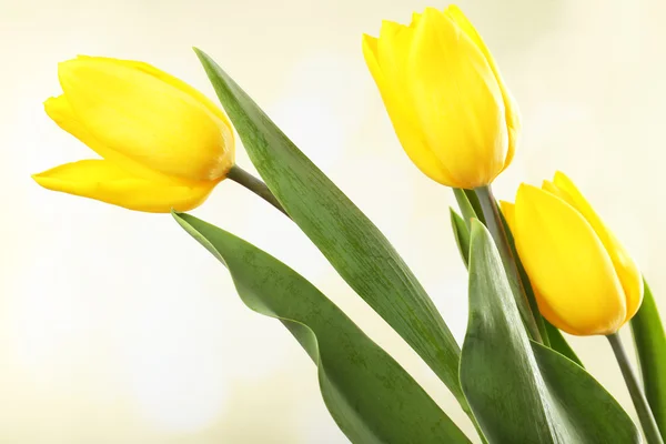 Mooie tulpen op lichte achtergrond — Stockfoto