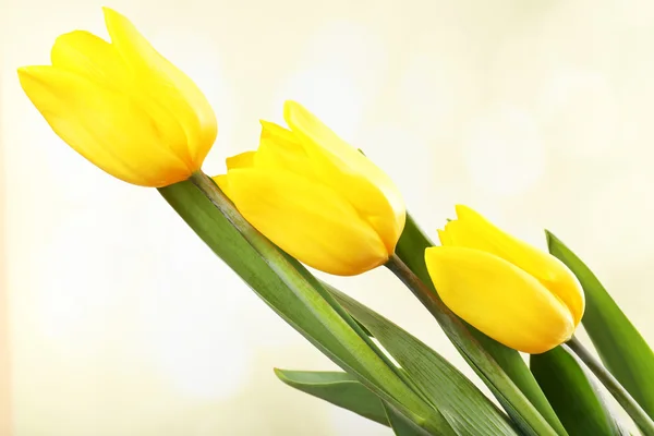 Beautiful tulips on bright background — Stock Photo, Image