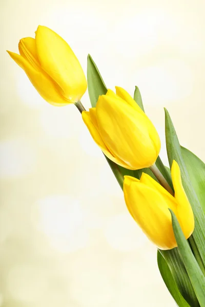 Beautiful tulips on bright background — Stock Photo, Image