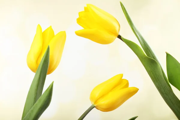 Mooie tulpen op lichte achtergrond — Stockfoto