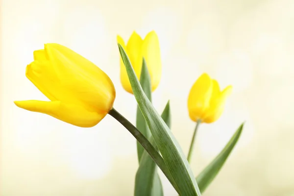 Mooie tulpen op lichte achtergrond — Stockfoto