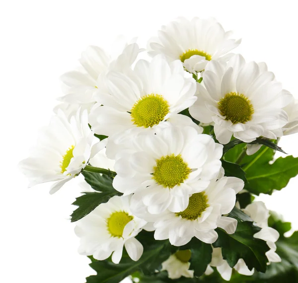 Beautiful chrysanthemum flowers isolated on white — Stock Photo, Image