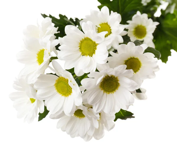 Beautiful chrysanthemum flowers isolated on white — Stock Photo, Image