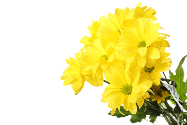 Schöne Chrysanthemenblüten isoliert auf weiß — Stockfoto