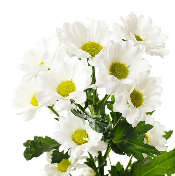 A krizantém szép virágok elszigetelt fehér — Stock Fotó