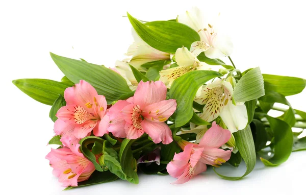 Alstroemeria fleurs isolées sur blanc — Photo