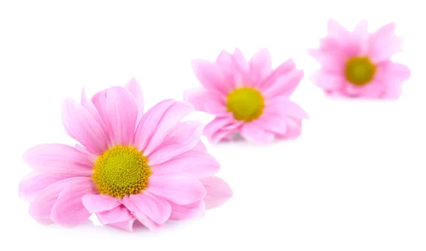 Hermosas flores de crisantemo aisladas en blanco —  Fotos de Stock